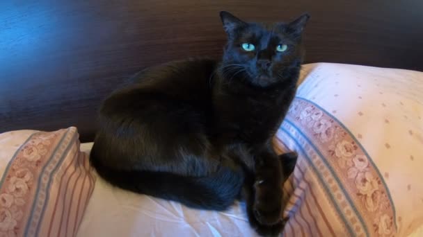 Gato negro en la cama — Vídeo de stock