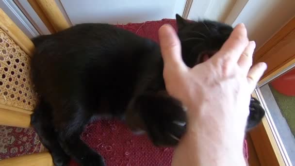 Gato negro jugando — Vídeo de stock