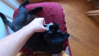 kara kedi kesme pençeleri