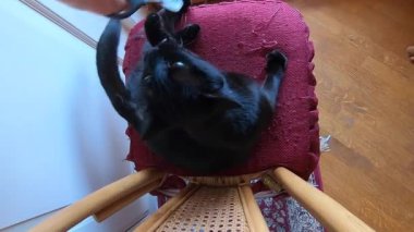 kara kedi kesme çivi