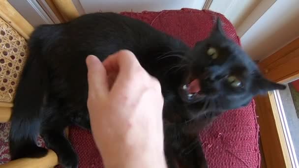 Μαύρη γάτα επίθεση — Αρχείο Βίντεο