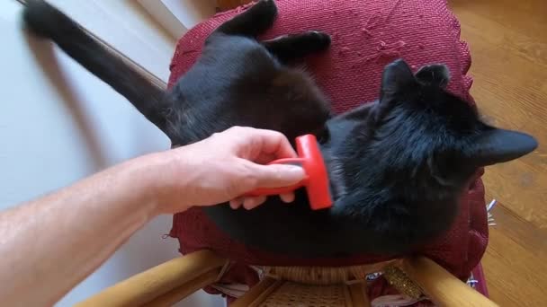 Brosser le chat — Video