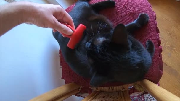 Bürsten pelziger Katze — Stockvideo