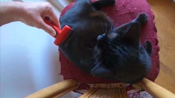 Escovar gato irritado — Vídeo de Stock