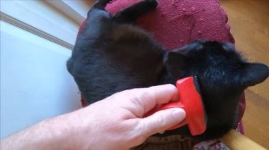 Tüylü kedi fırçalama