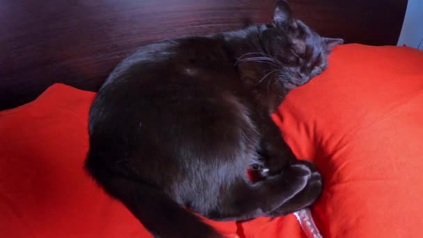 Katze schläft im Bett — Stockvideo