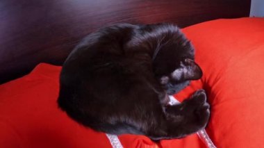 Kedi yatakta uyuyor.