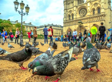 Notre Dame pigeon