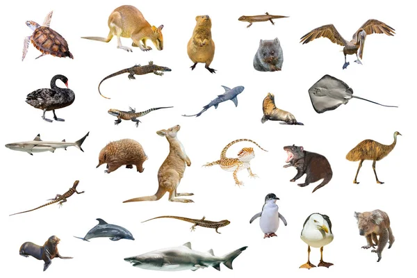 Австралійські тварини, ізольовані — стокове фото