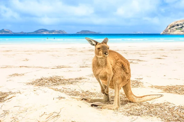 Kangoeroe staande in Lucky Bay — Stockfoto