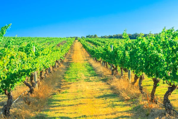 West-Australië wijngaard — Stockfoto