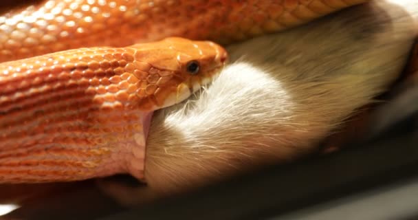 Corn snake prey — Stock Video