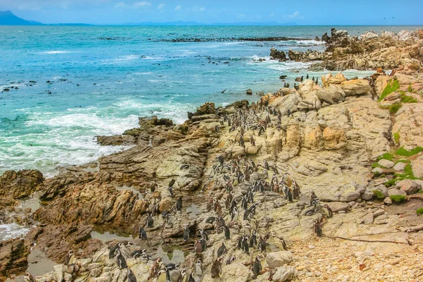 Os pinguins Bettys Bay — Fotografia de Stock