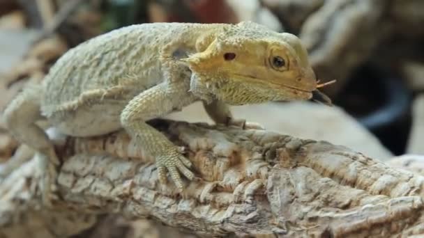 Pogona eating beetle — Stock Video