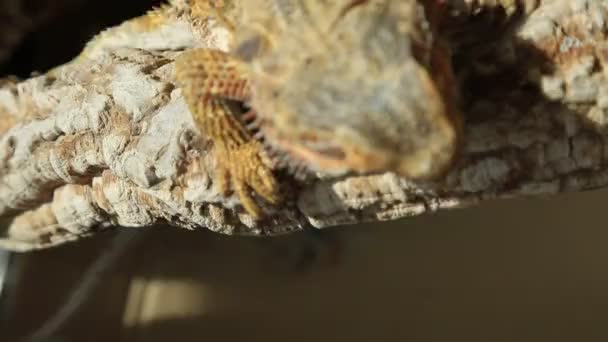 Восхождение на бородатого дракона — стоковое видео
