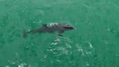 Fort Desoto Park yunuslar