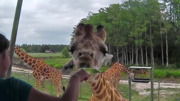 Menschen füttern Giraffe — Stockvideo