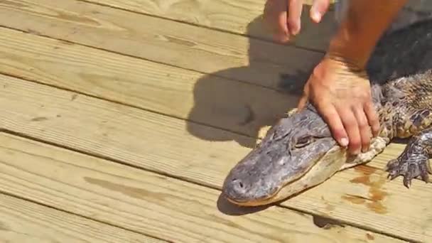 Tränare med alligator — Stockvideo