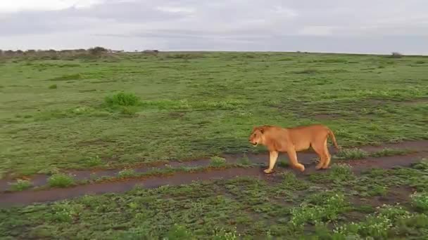 Leona en Serengeti — Vídeo de stock