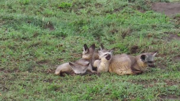 Otocyon Megalotis アフリカ セレンゲティ国立公園 タンザニア 芝生で休んで赤コウモリ耳狐の群れ — ストック動画