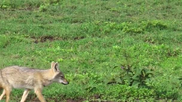 Jackal in the Serengeti — Stock Video