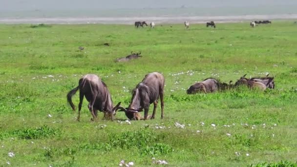 Lucha contra el ñus africano — Vídeos de Stock