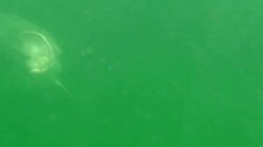 yunus sualtı görüntüleme