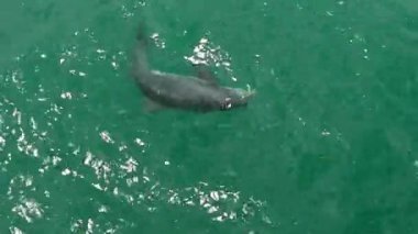 Fort Desoto Park yunuslar