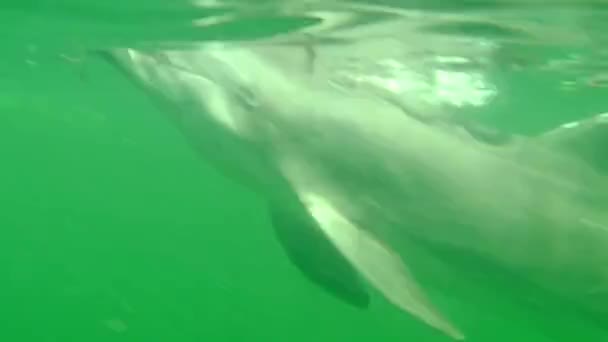 American Cute Dolphin Swimming Underwater Sea Fort Desoto Park Marine — Stock Video