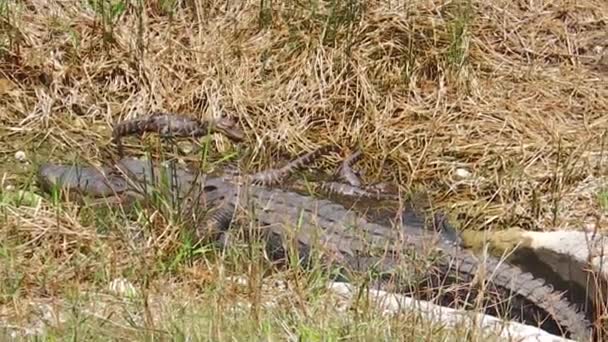 Alligator mit Babys — Stockvideo