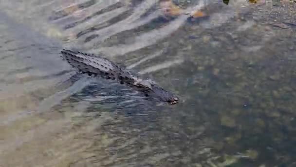 Cocodrilo nadando en el río — Vídeos de Stock
