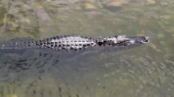 Cocodrilo de Shark Valley — Vídeo de stock