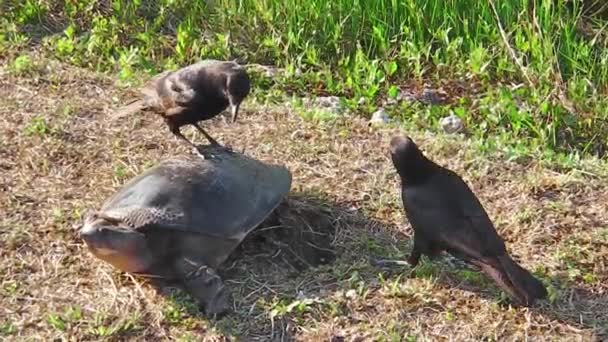 Tortuga de concha blanda Everglades — Vídeos de Stock