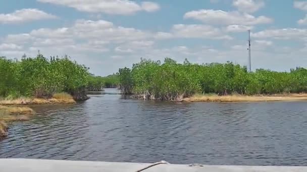 Tour en manglar en aerodeslizador — Vídeos de Stock