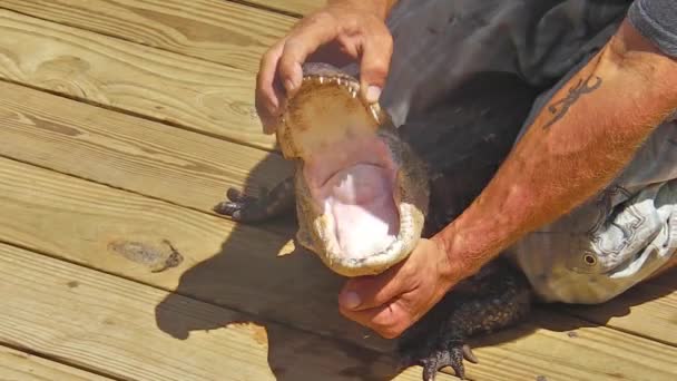 Dentes e mandíbula de jacaré — Vídeo de Stock