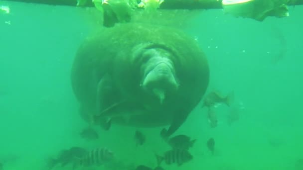 Manatee eating close up — Stock Video
