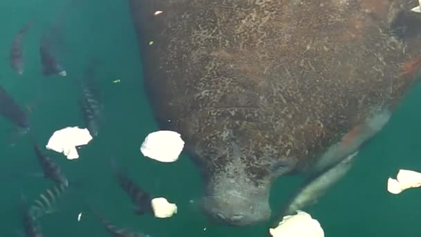 Crystal River Manatee — Video Stock