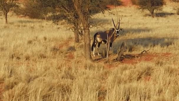 Oryx Namibii — Wideo stockowe