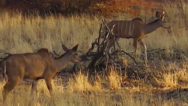 Kudu Namibie — Stock video
