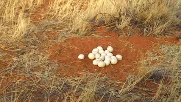 Eggs of ostrich — Stock Video