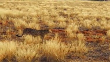 Kırmızı çöl Çita