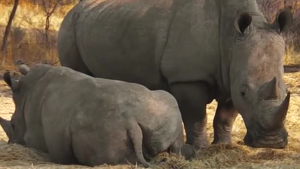 Nosorożce białe, jedzenie — Wideo stockowe