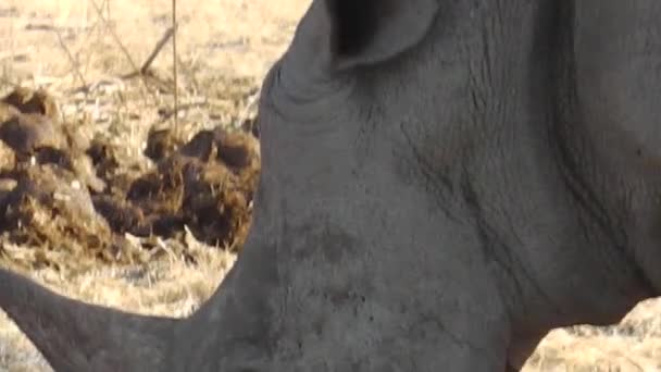 Крупним Планом Білий Носоріг Omaruru Заповіднику Намібії Африка Сухий Сезон — стокове відео