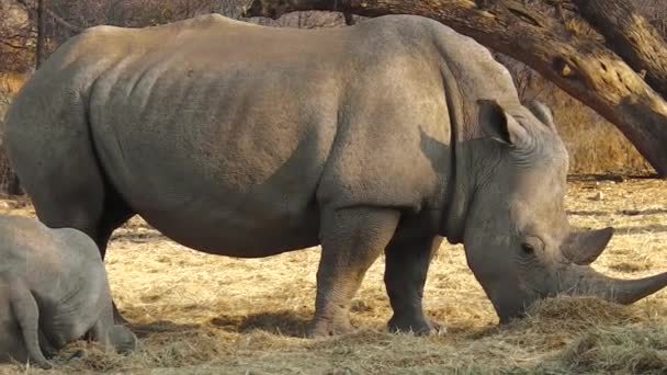 White rhinos family — Stock Video