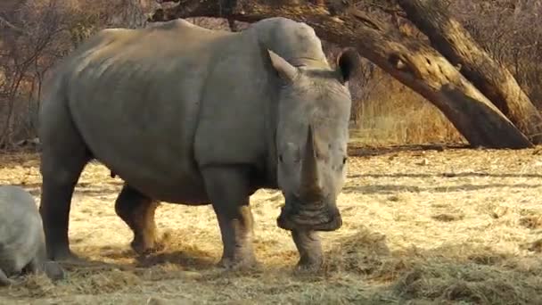 Vit noshörning i Namibia — Stockvideo