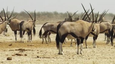 Namibya Afrika antilobu