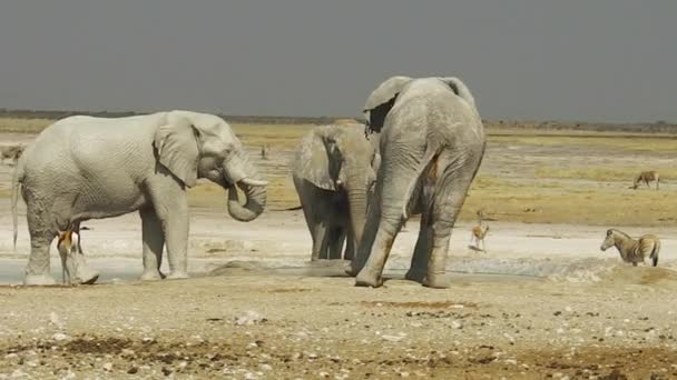 埃托沙斑马和大象 — 图库视频影像