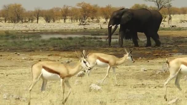 Etosha springbok elefántok