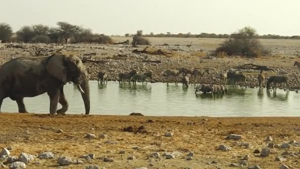 Πεζοπορία στο εθνικό πάρκο Etosha ελέφαντας — Αρχείο Βίντεο