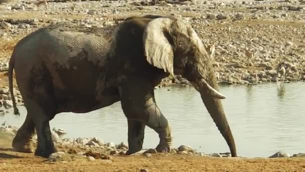 Etosha National Park elephant pool — Stock Video